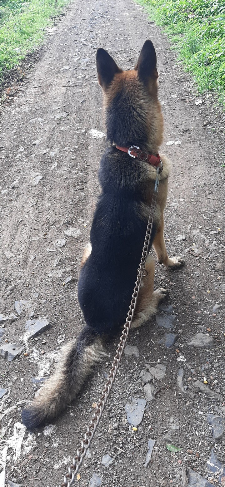 dog