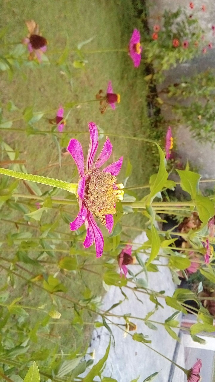 hidden animal