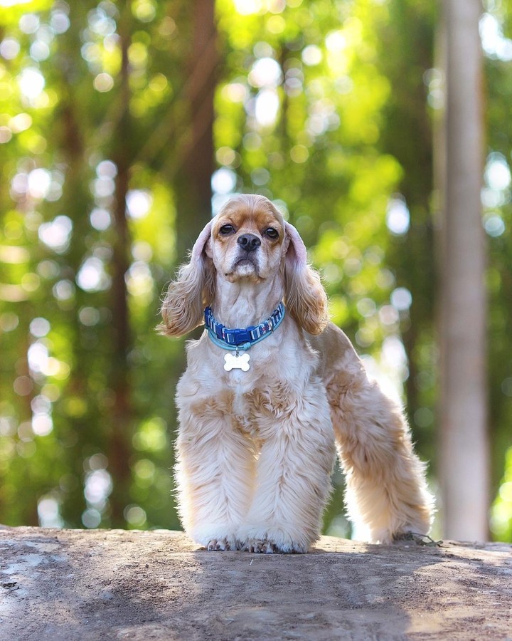 spaniel