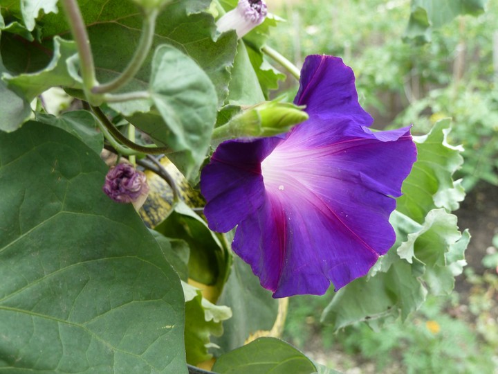 Petunia