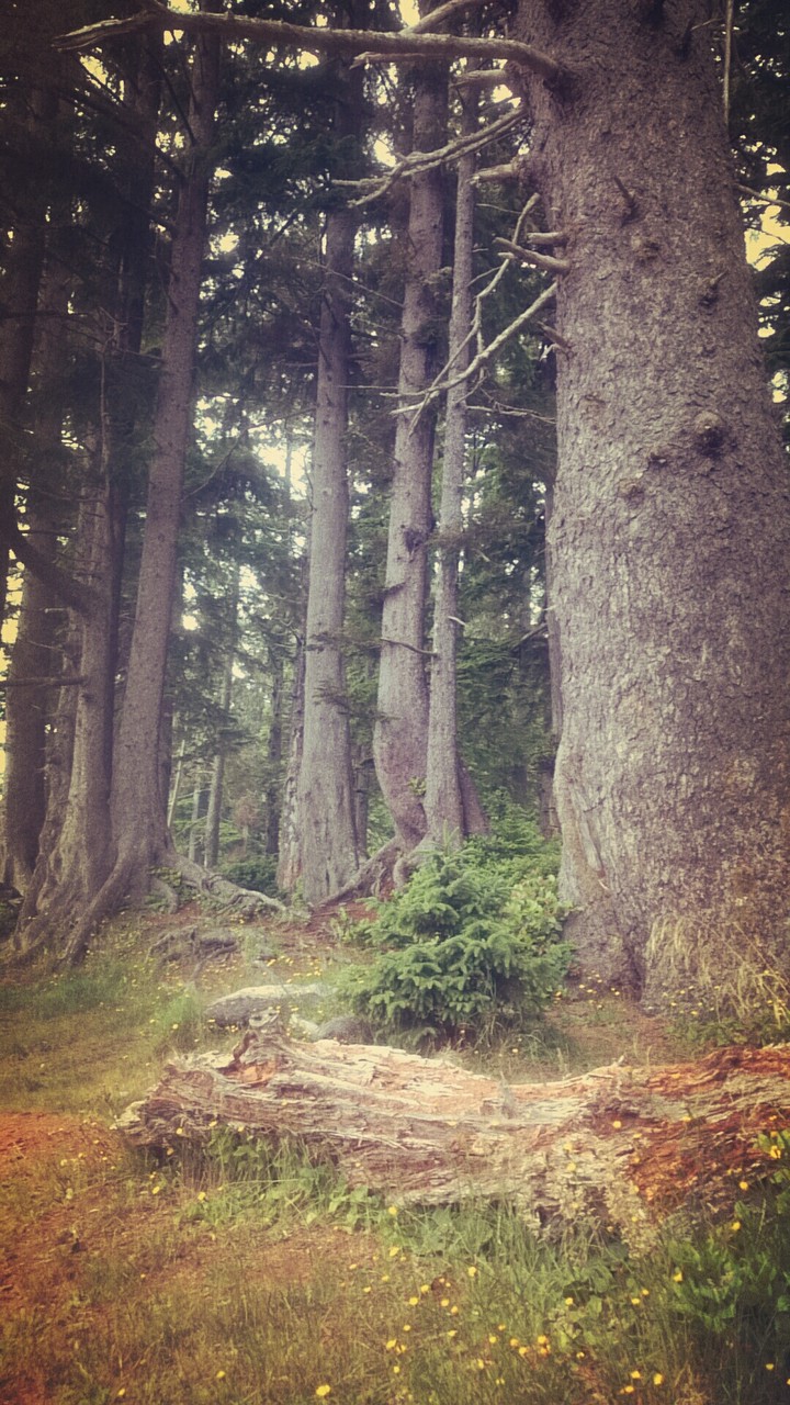 forest