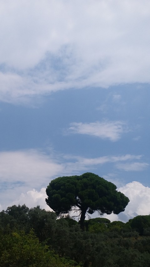 vegetation, cloud háttérképek