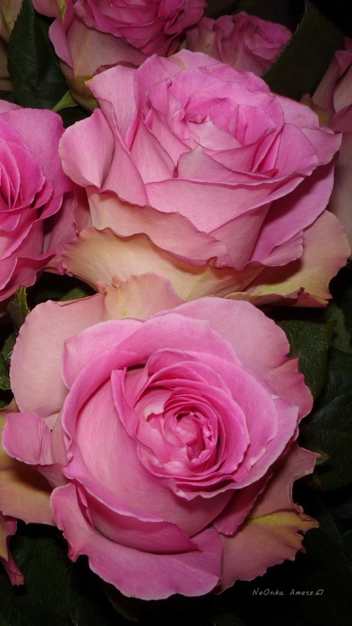 rose