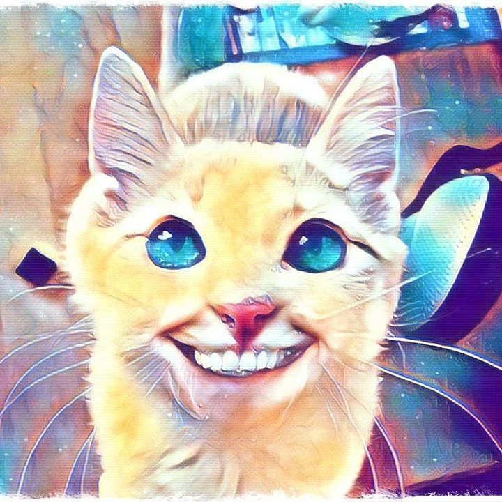 happy cat