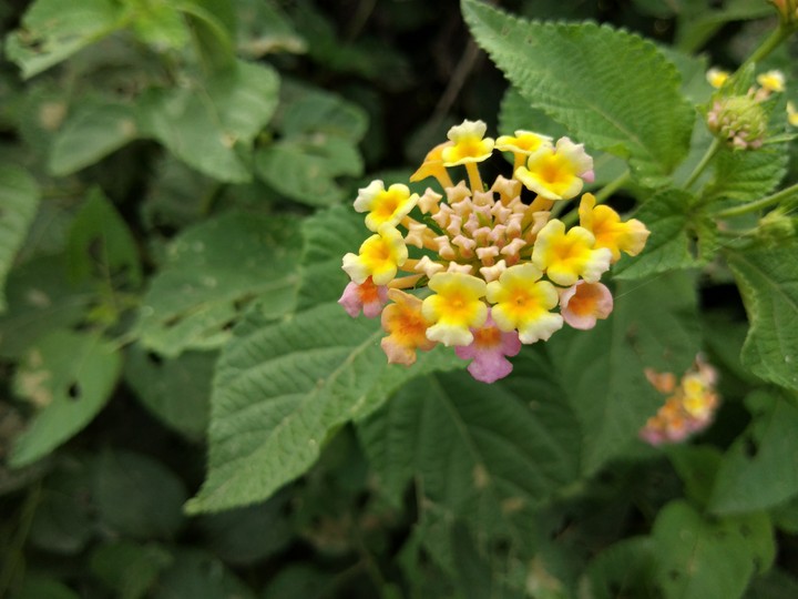 color full flower
