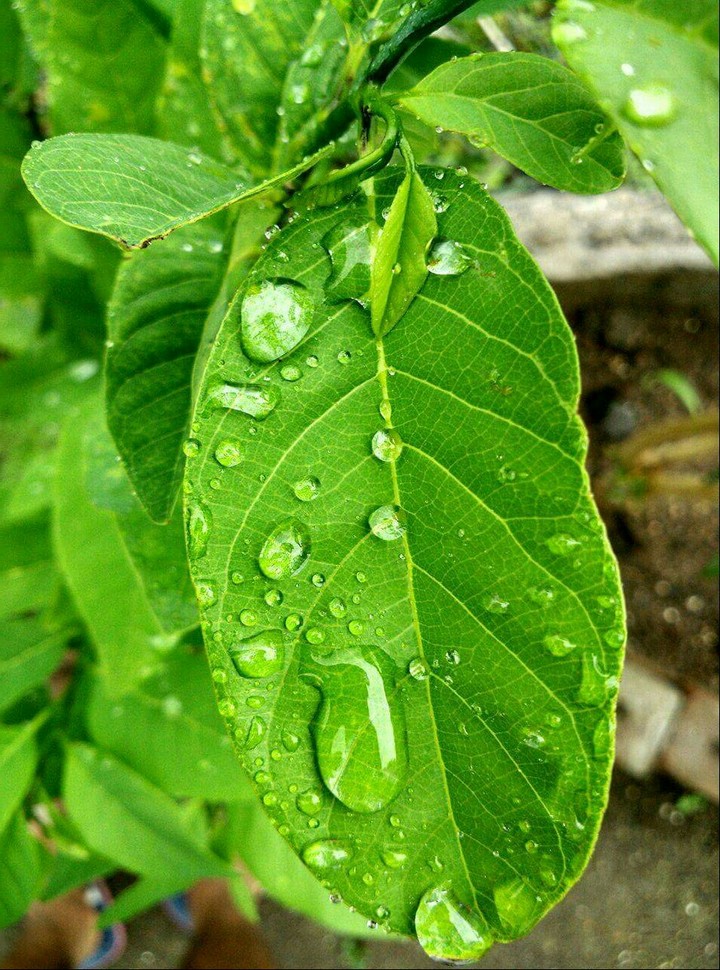 Wet Leaf