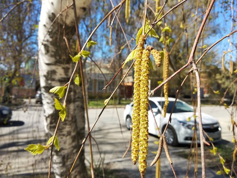 birch