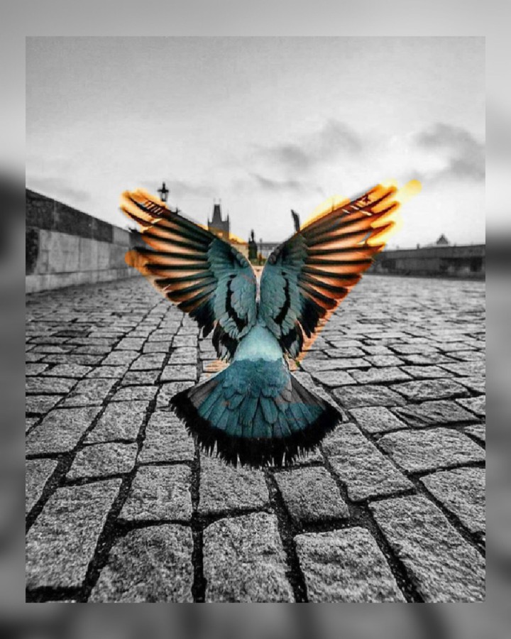 flying beauty