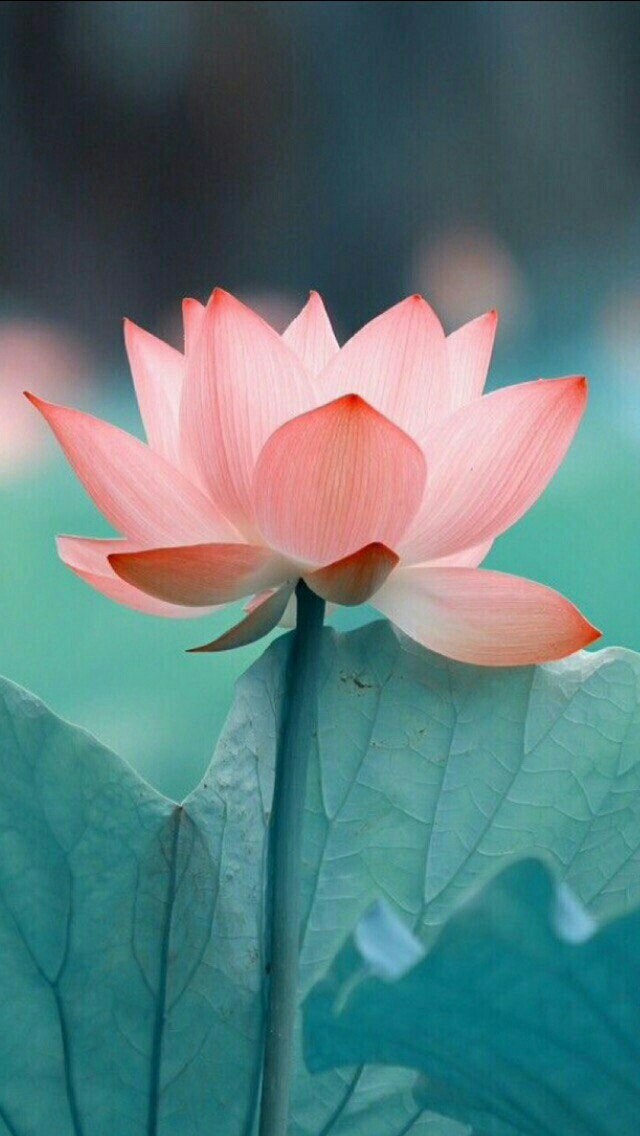 цветок- flower