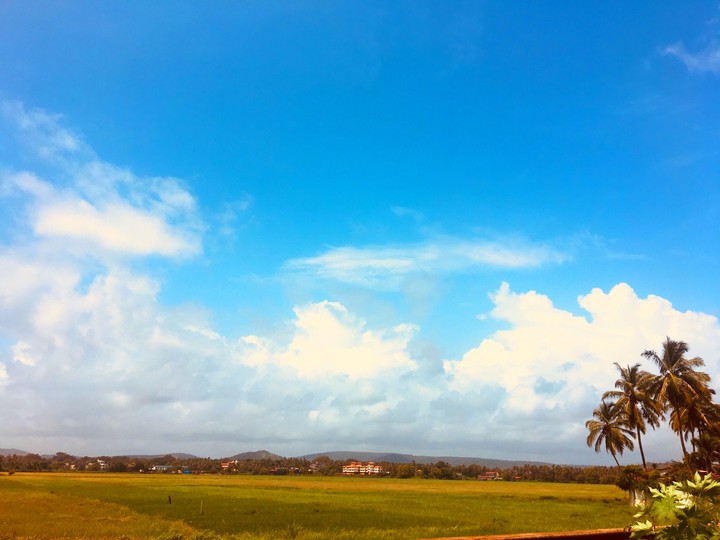 Paddy Fields India