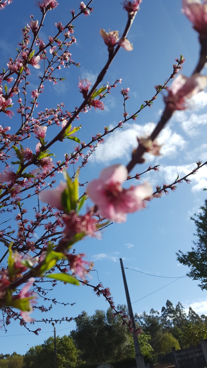 Spring