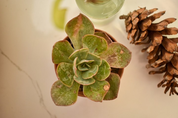 happy root