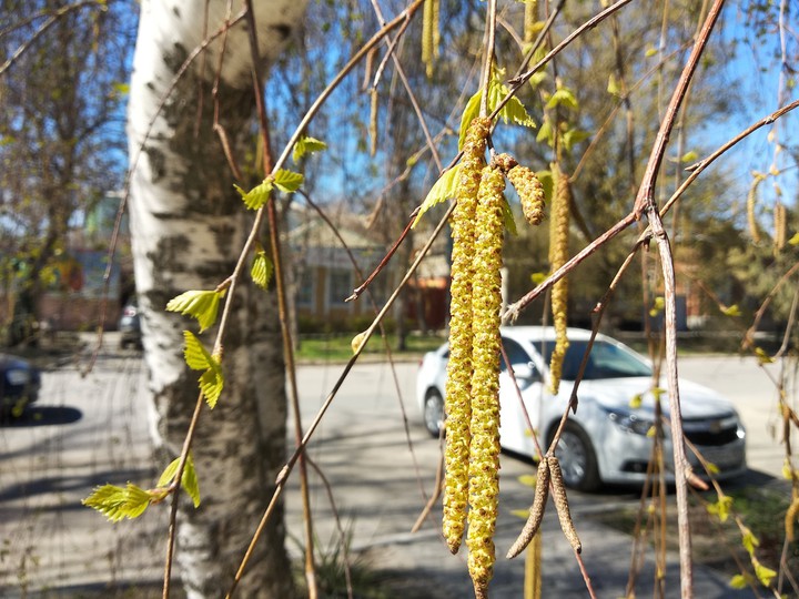 birch