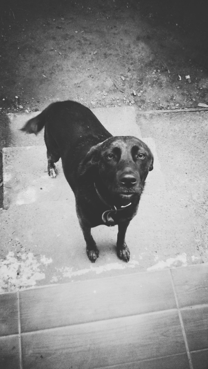 dog