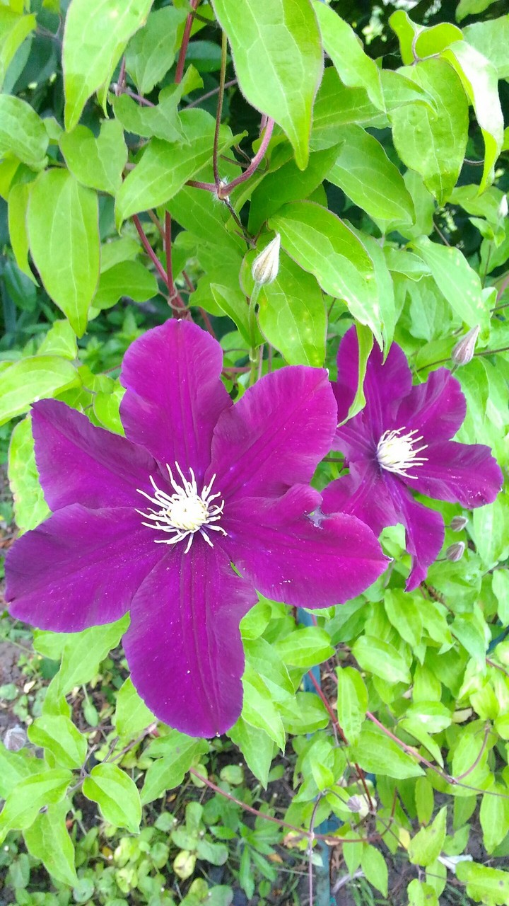 Klematis flowers