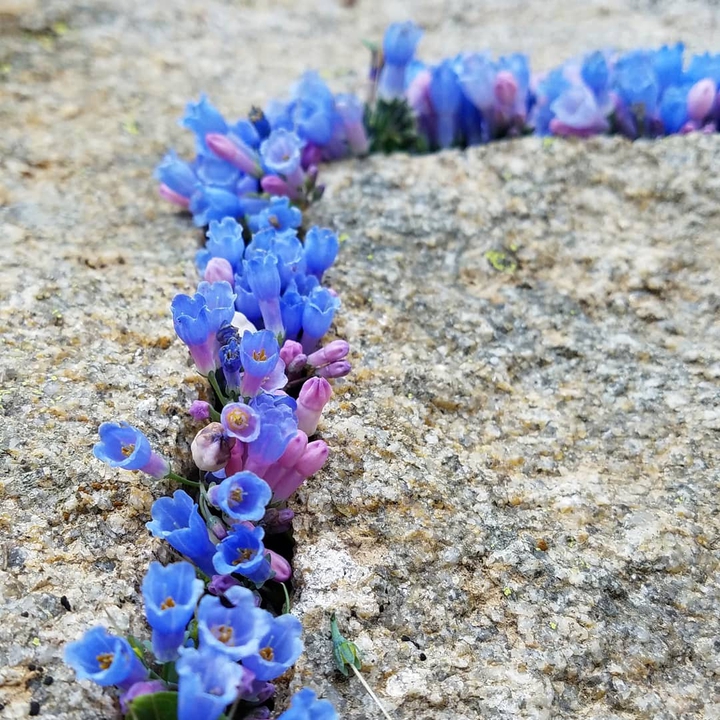 Mountain Flowers