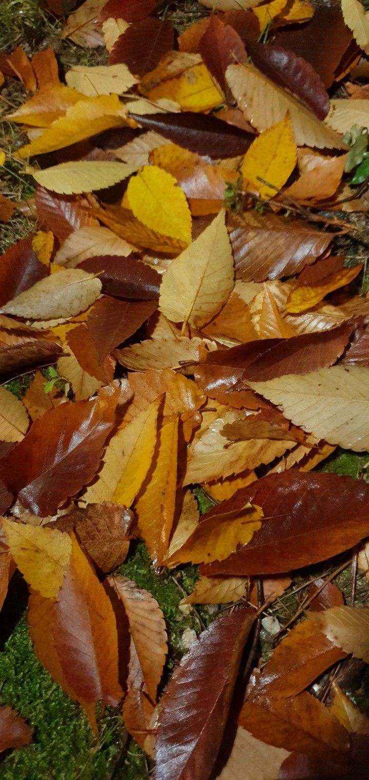 Autumn leaves