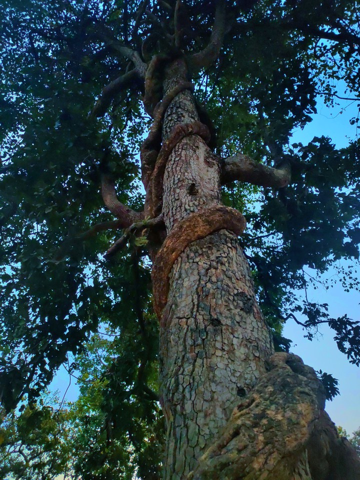 treebond