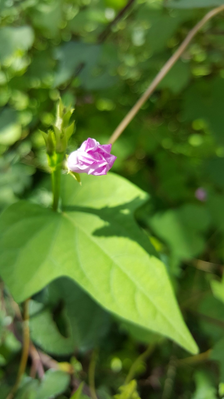 amazing flower
