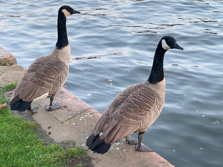 pretty ducks