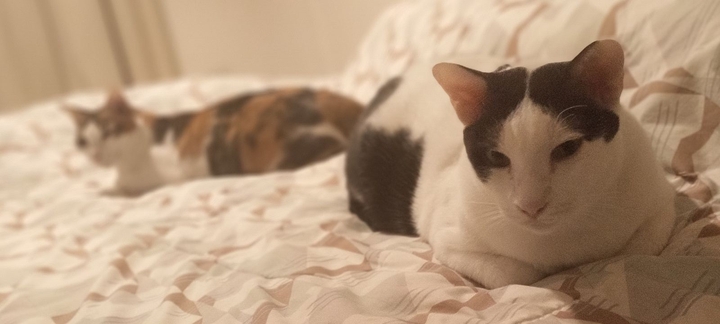 Sleepy cats