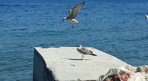 Milazzo