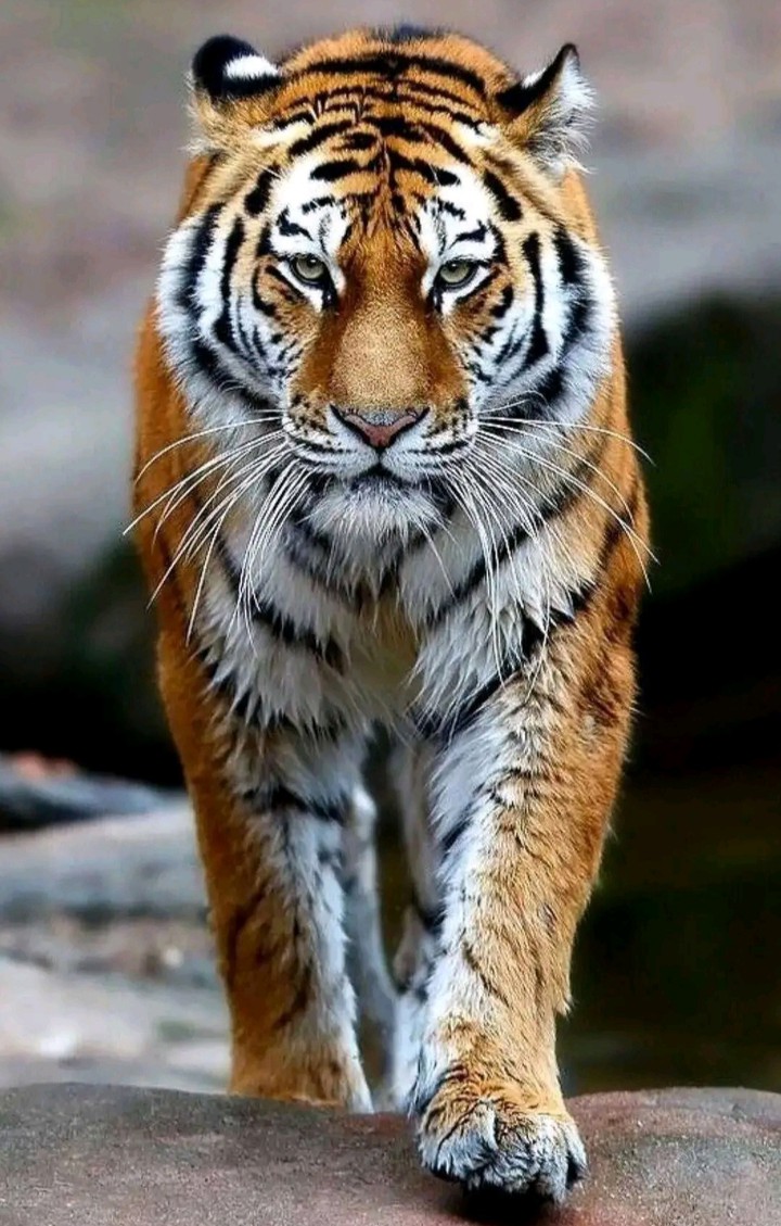 Tige