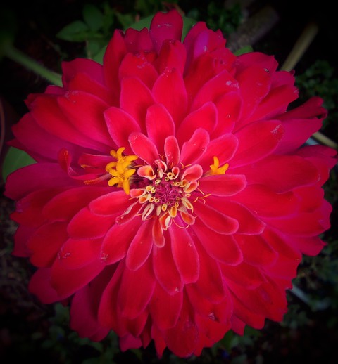 vibrant