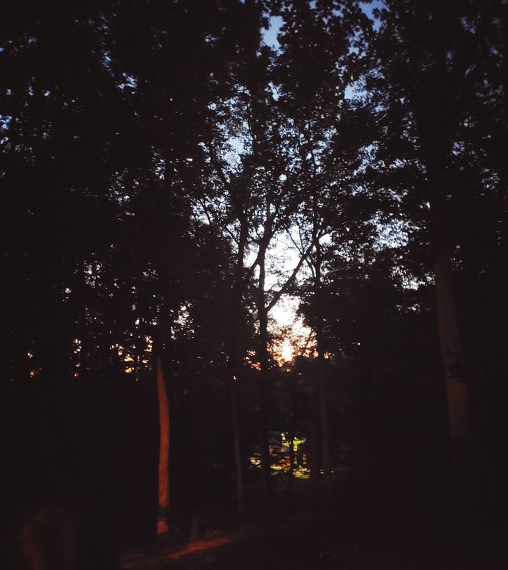 Through the trees