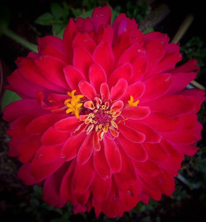 vibrant