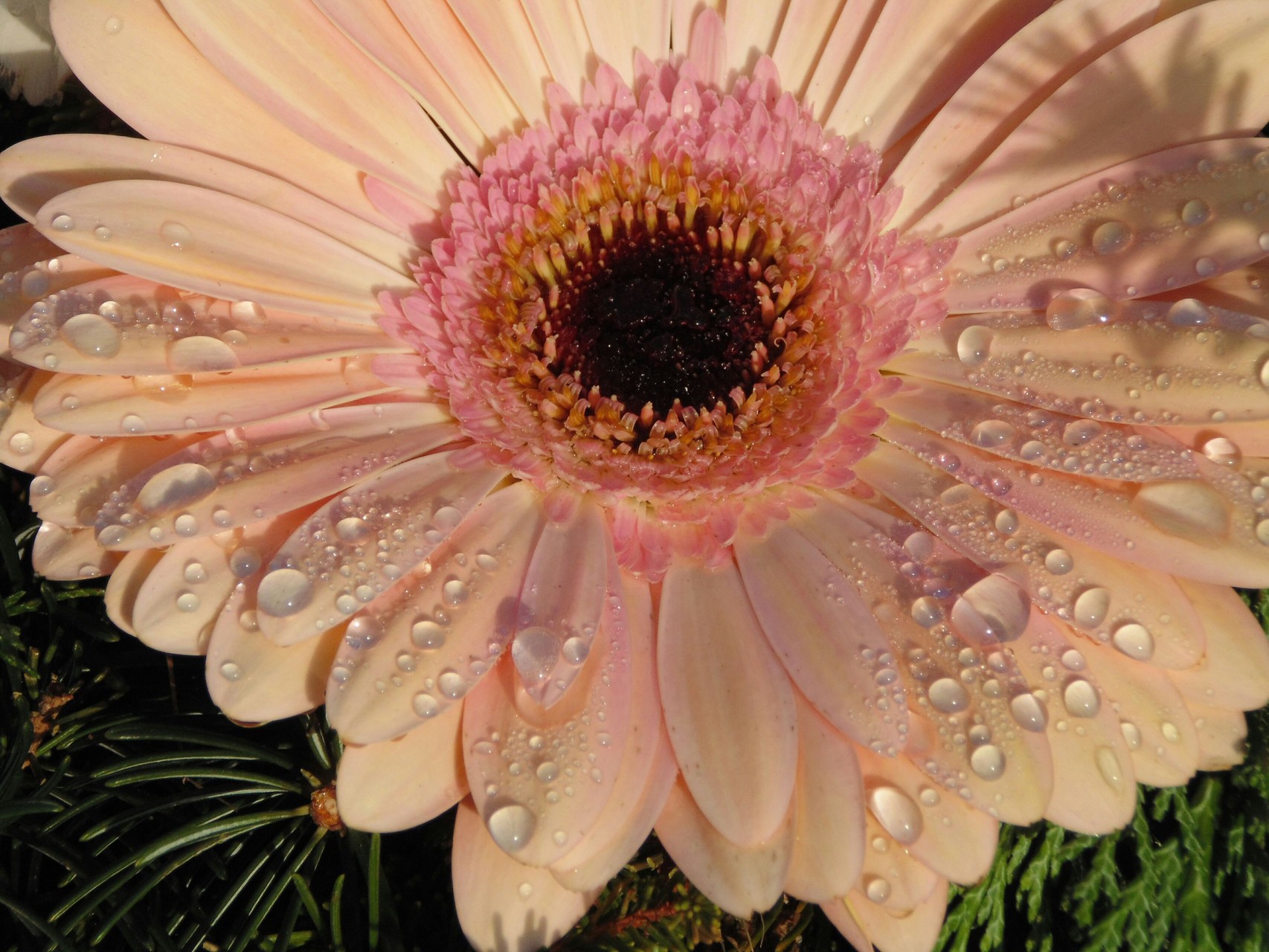 flower