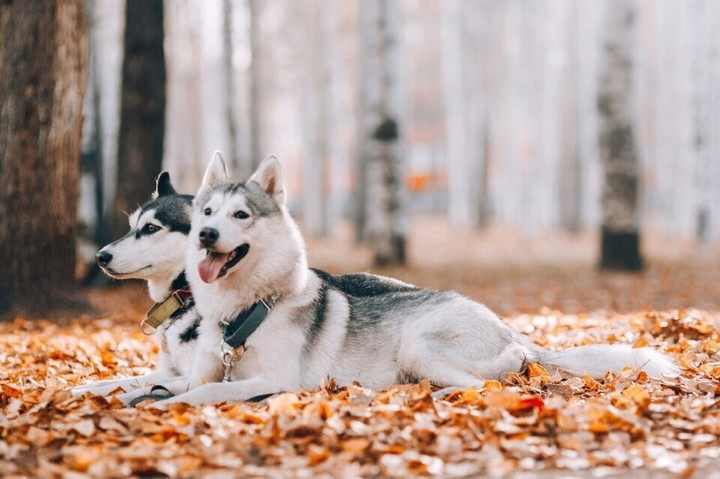 Хаски
