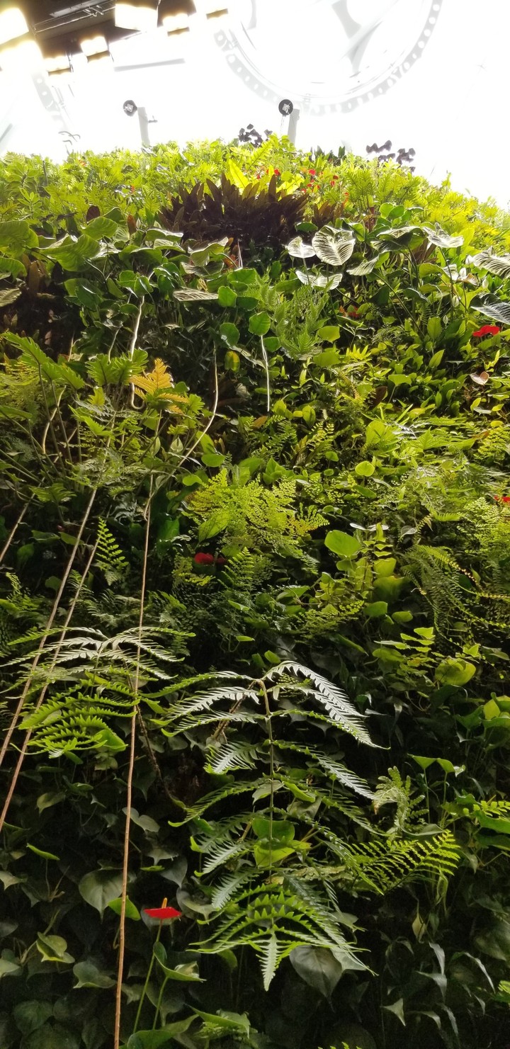plant wall
