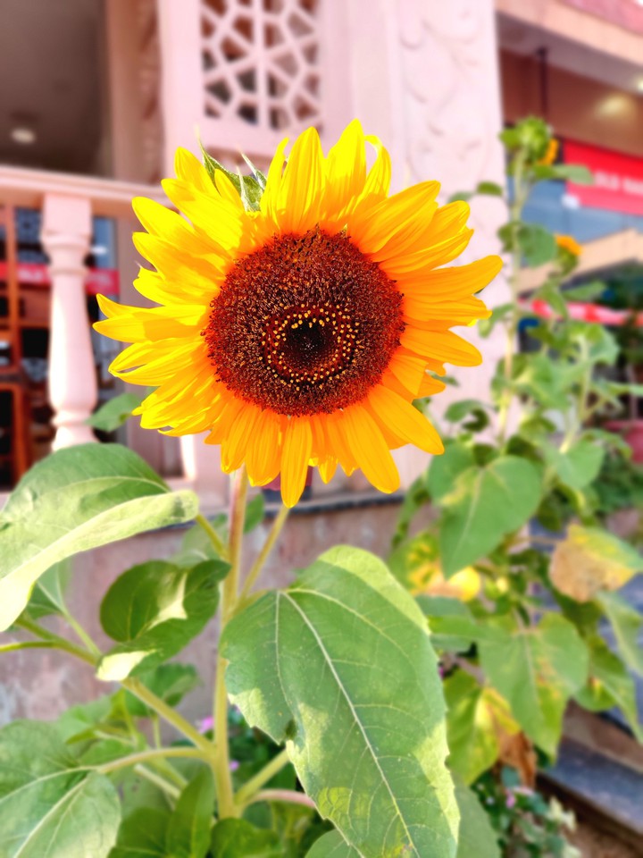 Sunflower