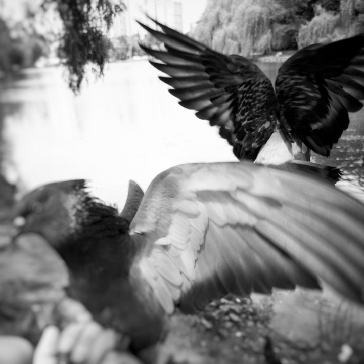 dove