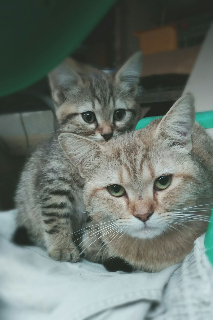 Cats
