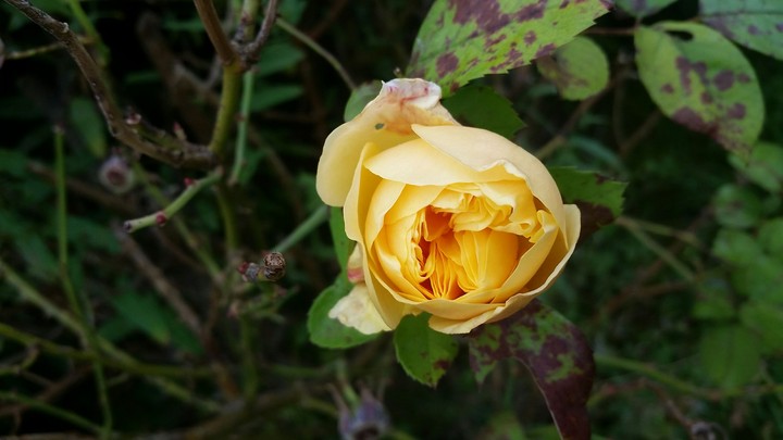 yellow