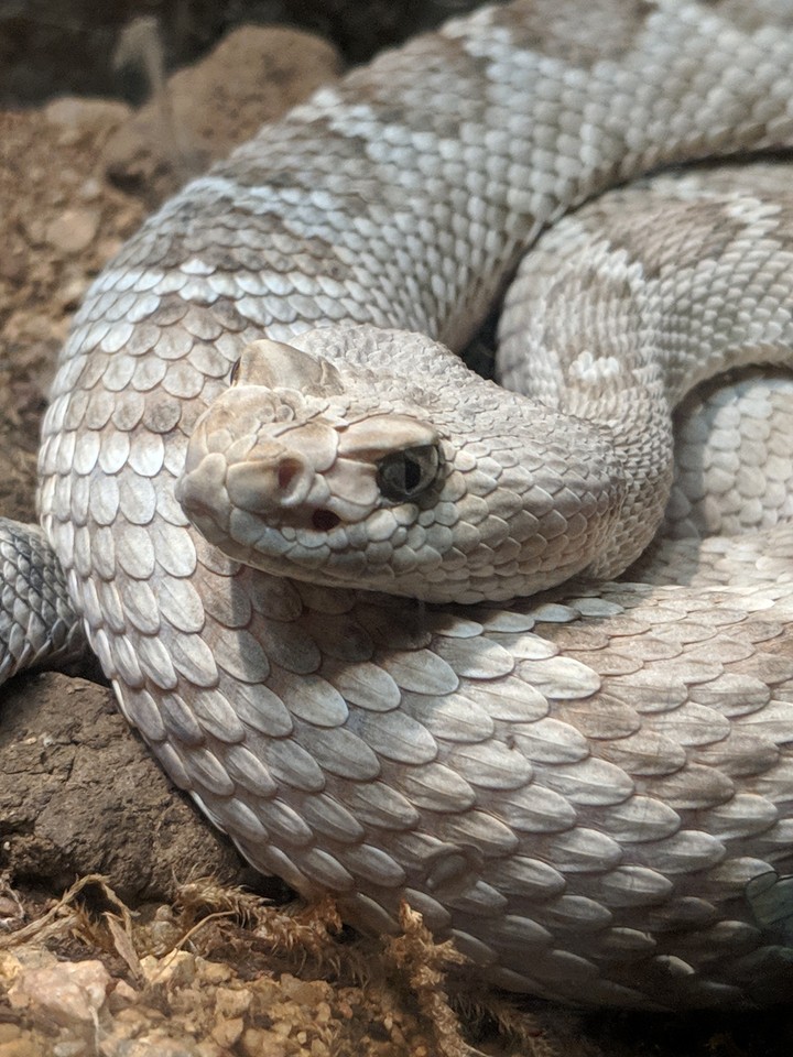 snake