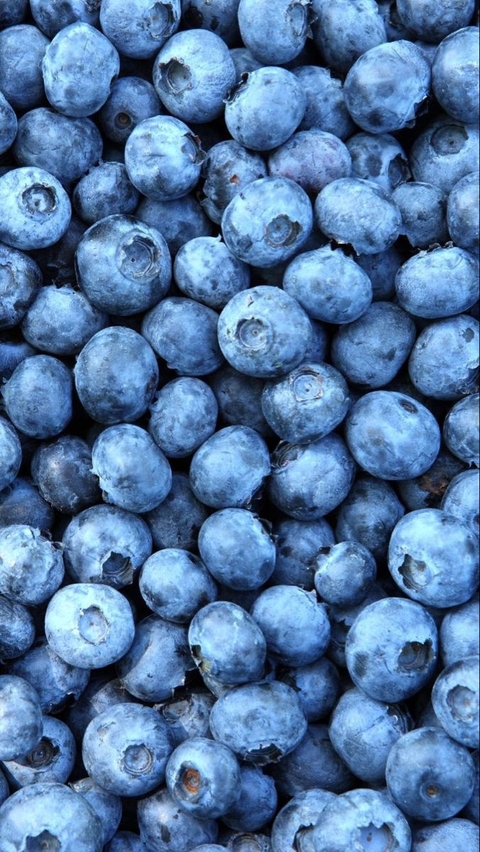plant, berry wallpapers
