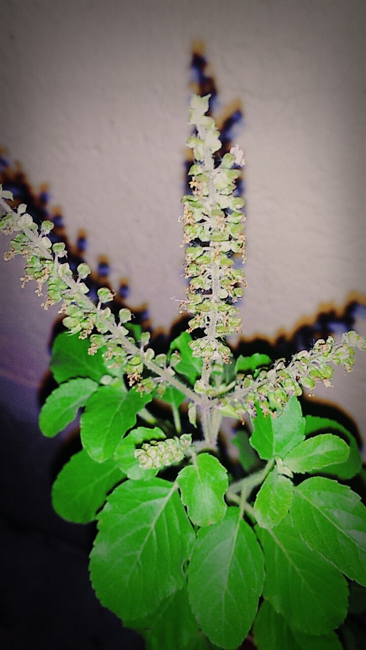 Indian Basil Leave