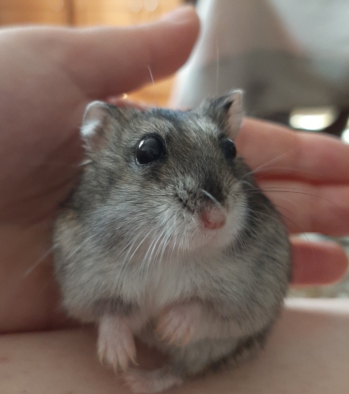 hamster