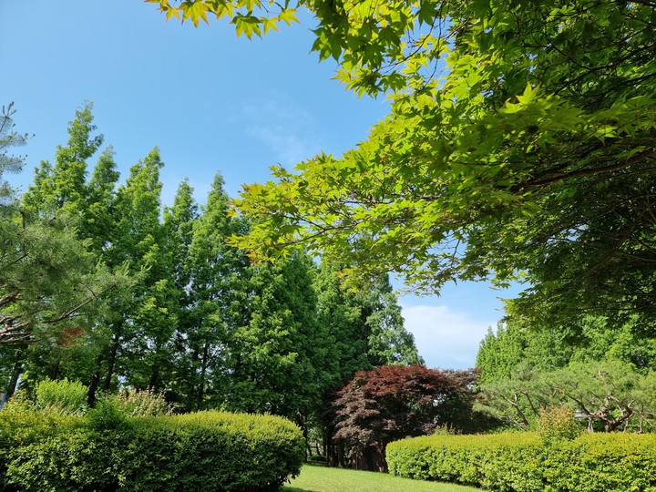 Sky&Tree