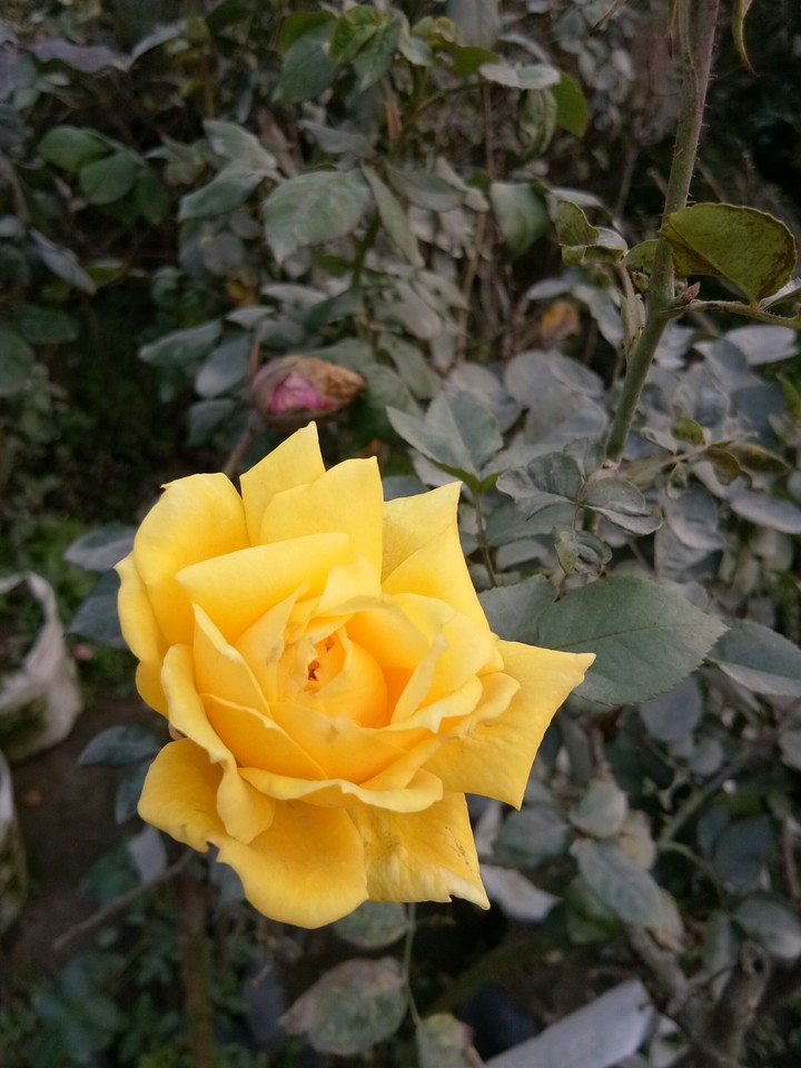 Yellow Rose