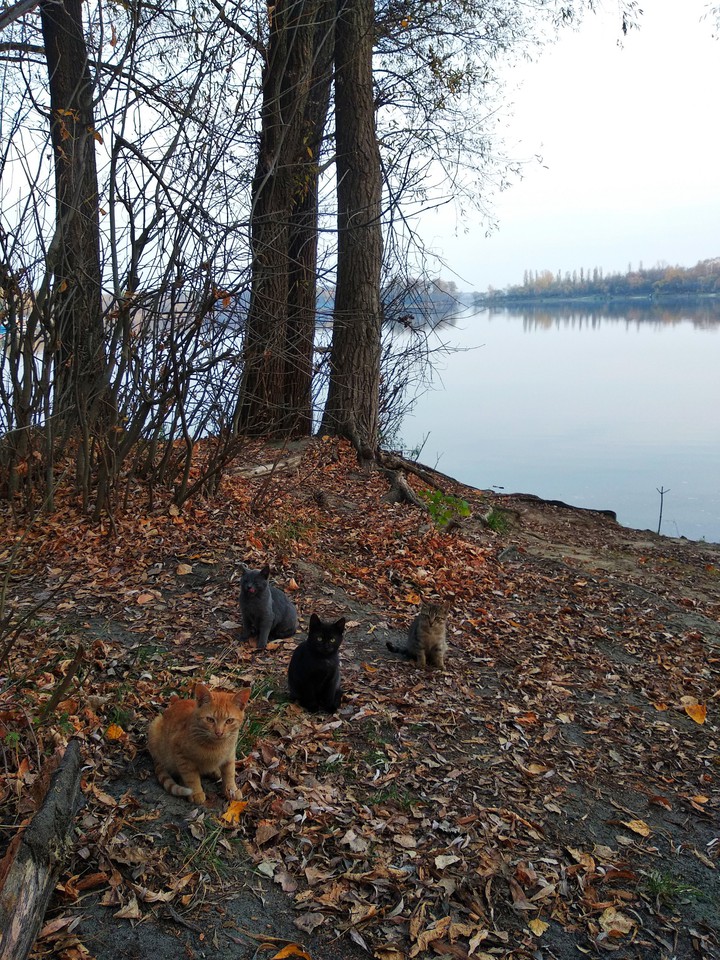 autumn cats