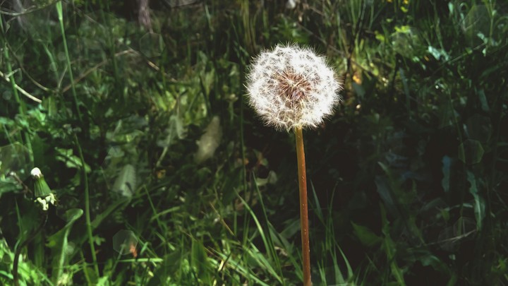 Fluff