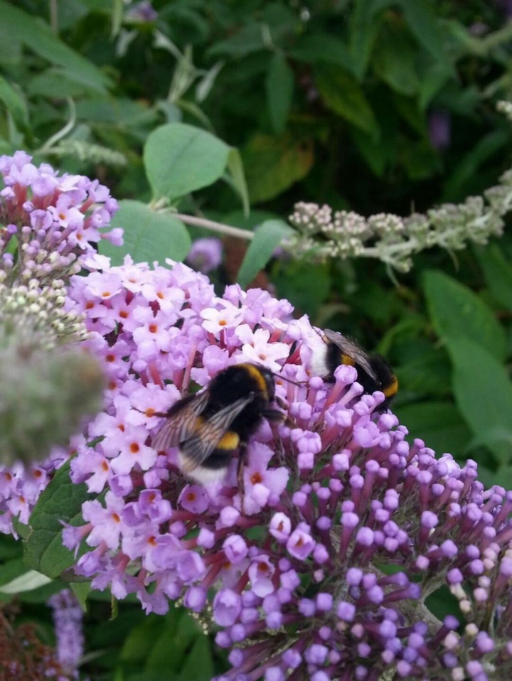 Sommer