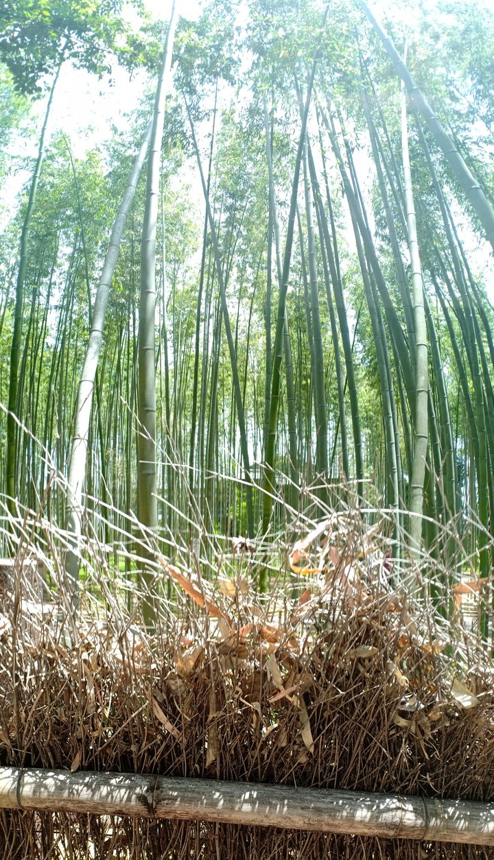 Bamboo