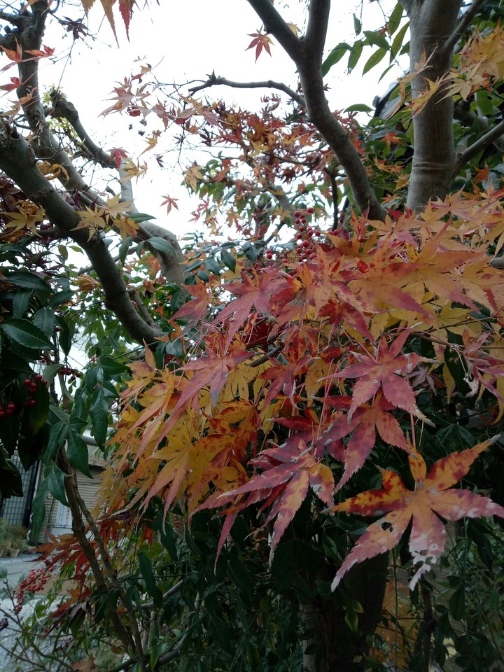 枫叶