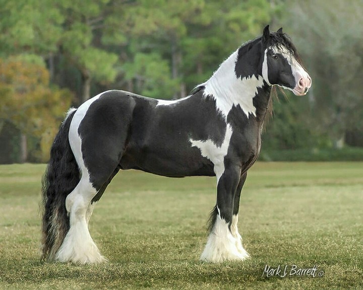 horse