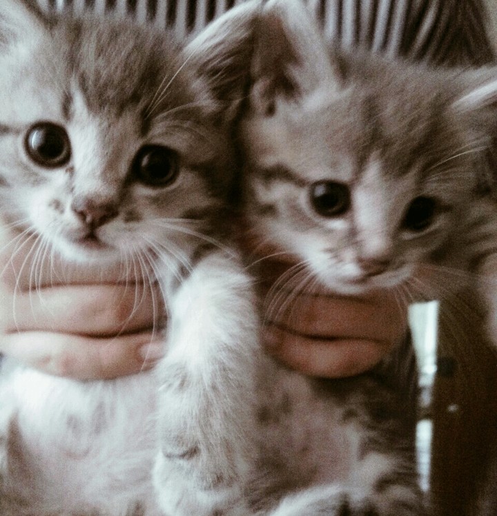 котики- братики